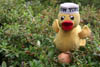 Doing the duck thing